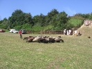 Pokazy w Grucznie