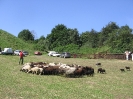 Pokazy w Grucznie