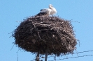 Haller_2